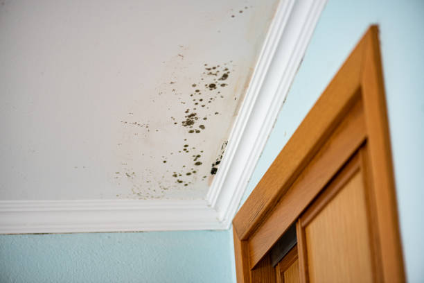 Best Attic Mold Removal  in Atlantic, IA