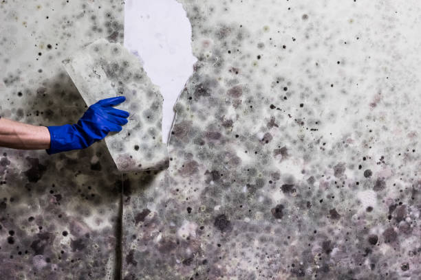 Home Mold Removal in Atlantic, IA
